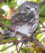 Saw-whet Owl Research Project