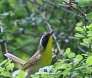 Common Yellowthroat at Harriman State Park, NY