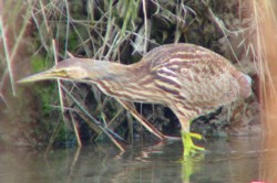 American Bittern at Shinnecock, Jan 2008