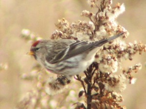 A flock of about 40 Redpolls foraging on seaside goldenrod.