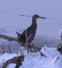 Clapper Rail at Sunset