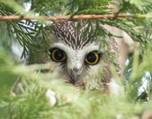 Northern Saw-whet Owl, Telemetry Study, in Arborvitae