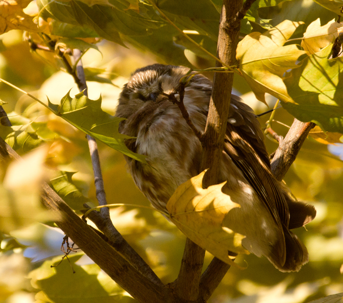 Blondie 35 feet up in a Norway Maple