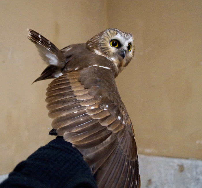 Blondie, WCC's own Saw-whet Owl