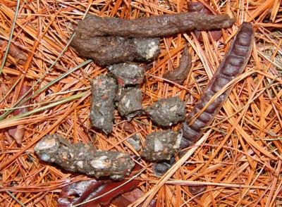 Mink scat at Pelham Bay