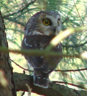 Released owl about to fly