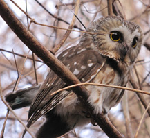 Northern Saw-whet Owl, Wintering Study, Battaly, et al.