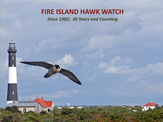 Fire Island Hawk Watch - 30 Years and Counting...