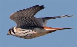 American Kestrel stages a comeback!