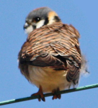 Kestrels need our help!