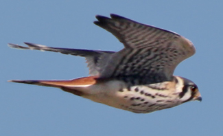 American Kestrel darts past the watch site.