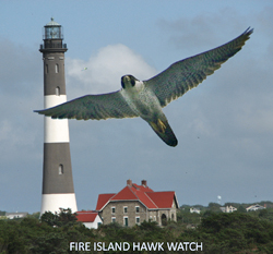 Peregrine Falcon flying over the Fire Island Hawk Watch
