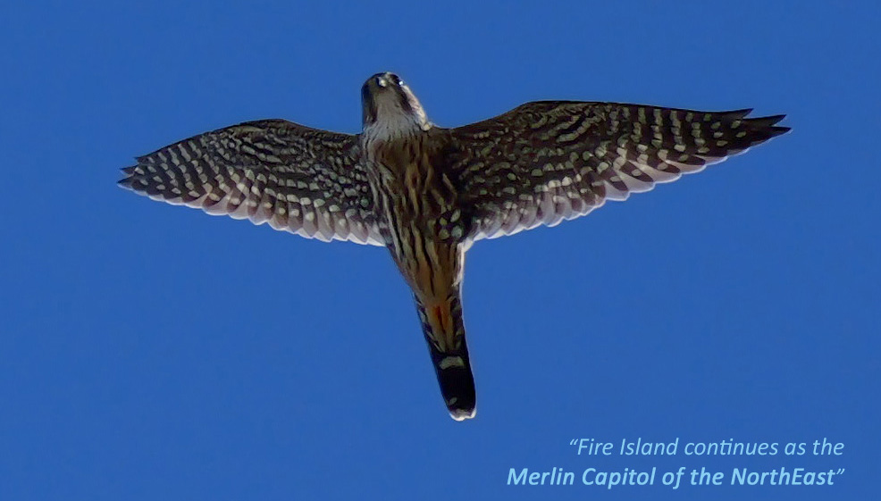 FIRE is the Merlin Capital of the NorthEast, Oct 27 2026 photo by Trudy Battaly