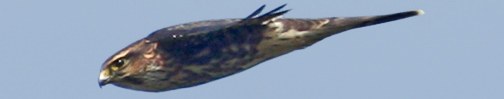 A Merlin zooms past in its deliberate and directed flight.