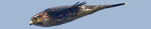 We look to the East and search for hawks near the Fire Island Light House.