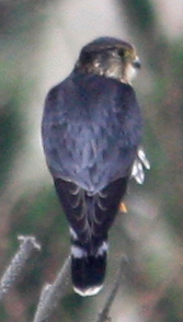 Moments after this photo, this Bluejack used this perch to dine on Golden-crowned Kinglet