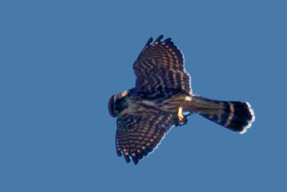 Merlin eats dragonfly