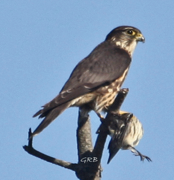Merlins often stop for lunch near the Fire Island Hawk Watch.  This ML is dining on a Yellow-rumped Warbler.