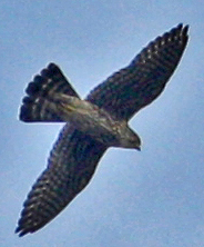 Merlins are 90% above their average numbers by Sep 30th!