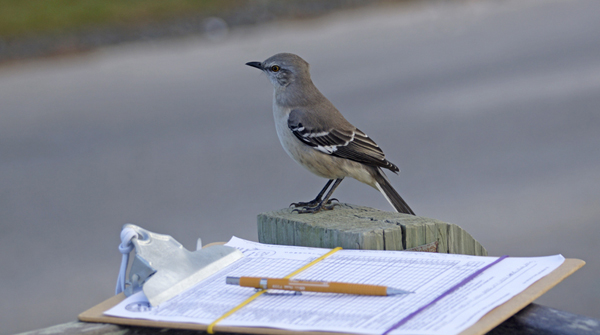 Mockingbird oversees datasheet