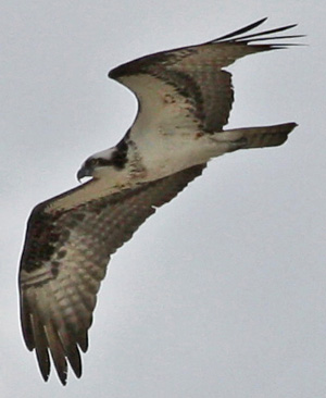 click for video of Osprey at Fire Island