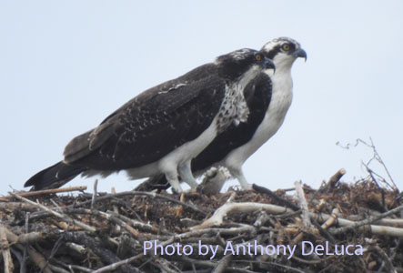 locals Osprey on nest