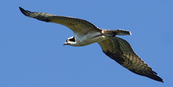 Osprey are increasing at Fire Island