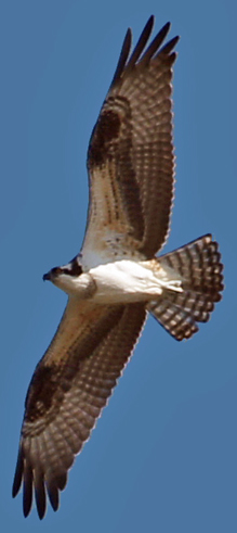 Bobby Kurtz counted our 8,000th Osprey in Aug 2011