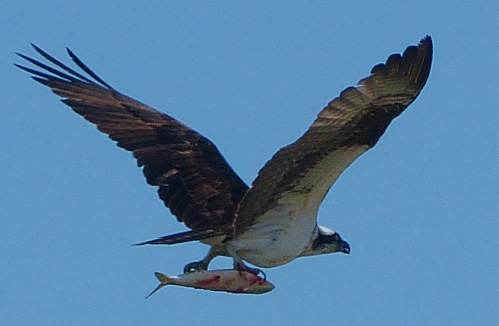 Osprey with fish at the Fire Island Hawk Watch