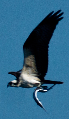 Osprey with Needlefish at FIRE