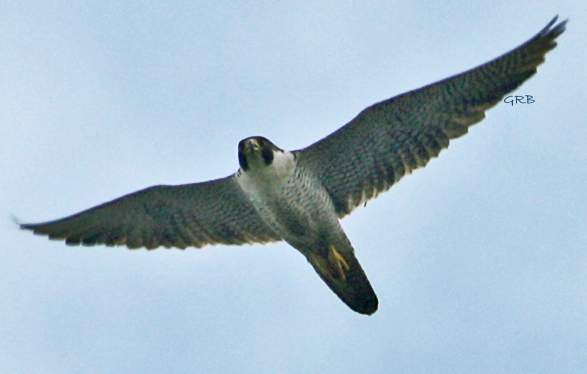 Peregrine Falcon looks down on hawkwatchers at Fire Island Hawk Watch.