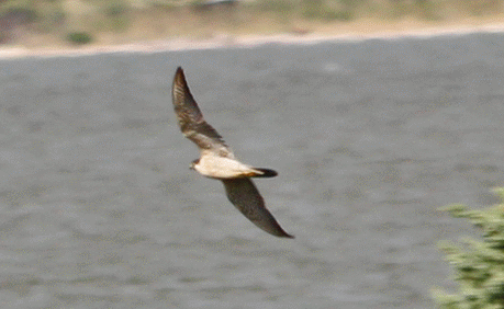 Peregrines were flying on both sides of the platform.  This one was flying along the north shore.