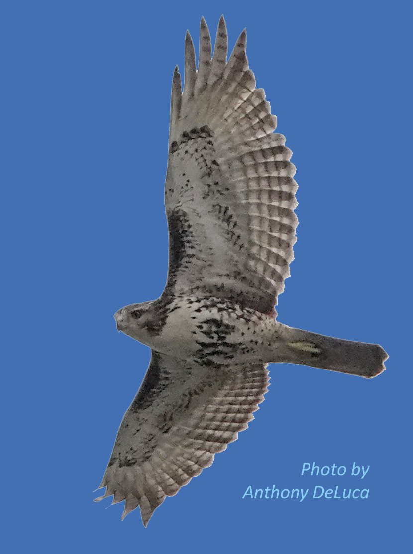 Red-tailed Hawk at FIRE on 9/29/2026