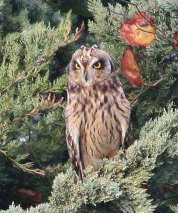 This Short-eared Owl sat nervously in the cedars as the wind whipped through the branches and a Merlin sat behind it to the left.