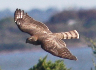 Sharp-shinned Hawk searches for prey along the North shore.