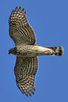 Sharp-shinned Hawk flies overhead.