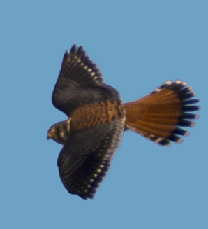 Male Kestrel shows bold color and string of pearls