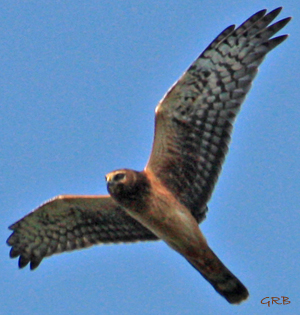 Northern Harrier typically flies in a dihedral (wings in V shape)