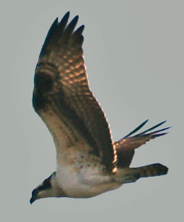 Osprey flies past the FIRE watch site