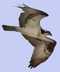 Osprey