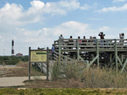 link to: Fire Island Hawk Watch