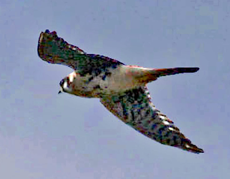 American Kestrel at Hook