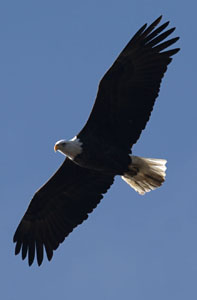 Bald Eagle at Hook