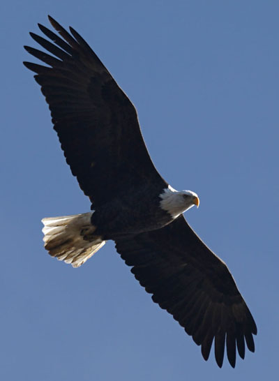 Bald Eagle peers down on hawk watchers on Hook, Oct 22, 2015