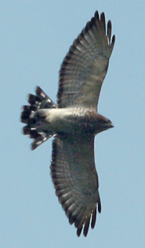 Click for video of Broad-winged Hawk