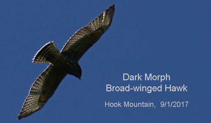 are dark morph Browdwing Hawk at Hook Mountain