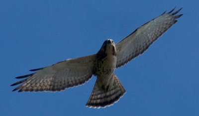 Immature Broad-wing Hawk at Hook