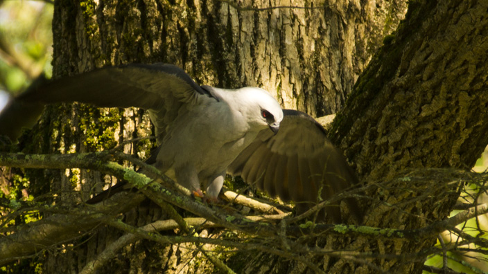 Mississippi Kite at Sterling Forest