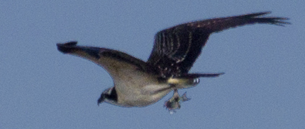 Osprey with Fish