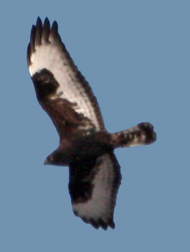 Dark phase Rough-legged Hawk